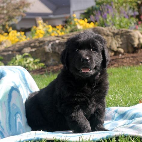 Newfoundland Breeders in Colorado (CO) maintain these puppies by investing a lot of maintenance money, so their cost is pretty high. . Newfoundland puppies colorado